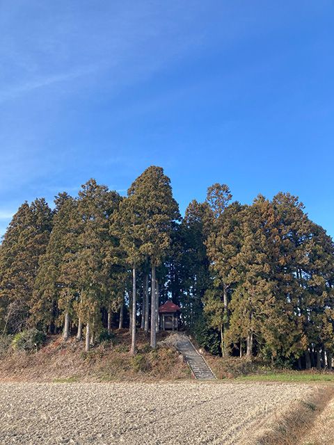 田んぼの中のこんもりとした木立のなかに小さな祠