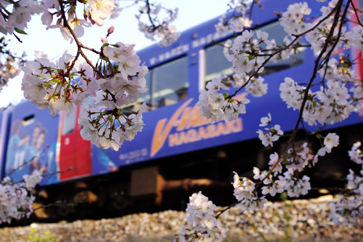 江口英里さんＶファーレン列車　春を行く。