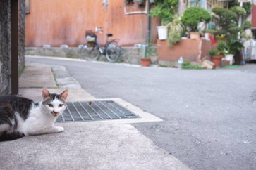 ねことまちあるき。