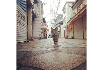 「正々堂々参ります」~中通りにて 「正々堂々参ります」~中通りにて