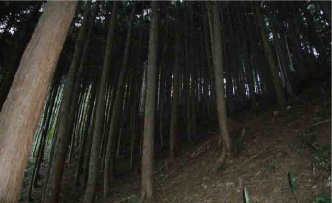 天然 林 と 人工 林 の 割合