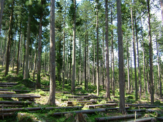 適度に間伐がなされている健康な人工林