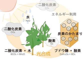 木材は天然循環資源