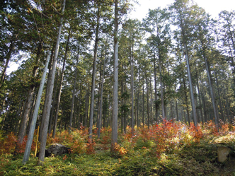 photo02:二酸化炭素を吸収している森林