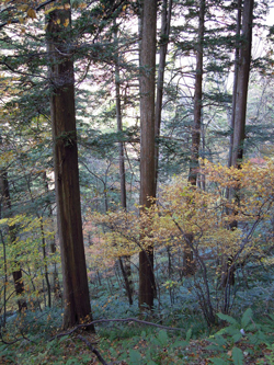 photo02:樹齢千年超のヒノキ林