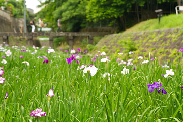 今年の花菖蒲は少しこぶり。