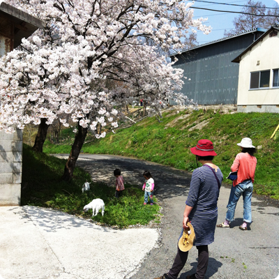 ルーラルカプリ農場の桜