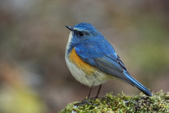 庭に来る野鳥たち