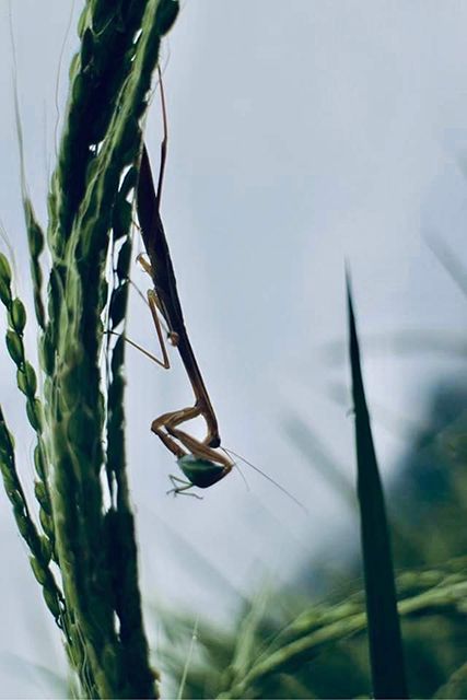 完全に雑草を消してしまうとはそこを住処とする生物をも滅することになる。