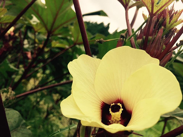 僕の野菜