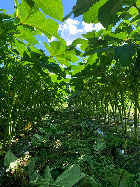 僕の野菜