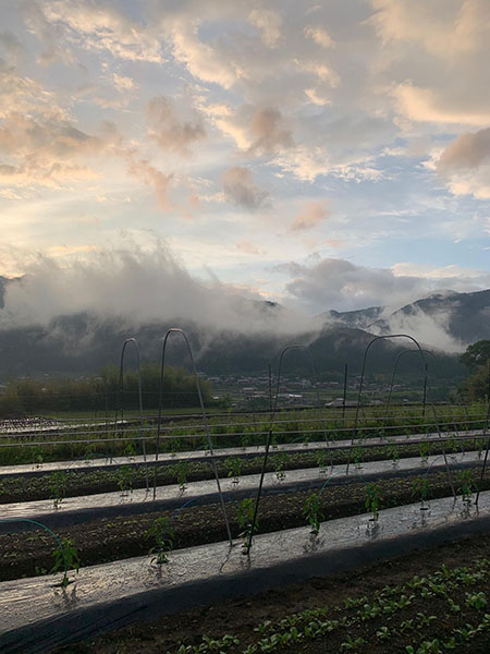遠くから地響きの如く雷鳴が轟く。大原の西、花背の方を見ると薄墨を何層も重ねたような雲の中に雷光が激しく見えた。圃場のあるウエンダから3キロ先の向かいの金比羅山はすでに雨で霞んでいる。やがて再び塊のような強風に煽られて、大粒の雨が軽トラックのフロントガラスにボタッと大きく音を立てるや否やワイパーの動作が無意味なほどの雨が降り、空気が裂けんばかりの雷鳴を立て続けに落としながら、その分厚い薄墨色の雲は頭上を通過した。まさに風神雷神とはこのことで、畏怖するほどの迫力と緊張感だった。
雷雲は琵琶湖に抜けた。比叡山の方から陽が差し込み、それをいち早く察したニイニイゼミがまた鳴きだす。蒸し暑さがより増した。