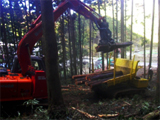 効率性を重視した大型機械による森林作業