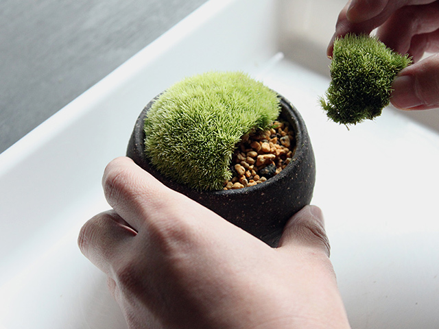 小さな苔鉢を作ってみよう 苔と 暮らす