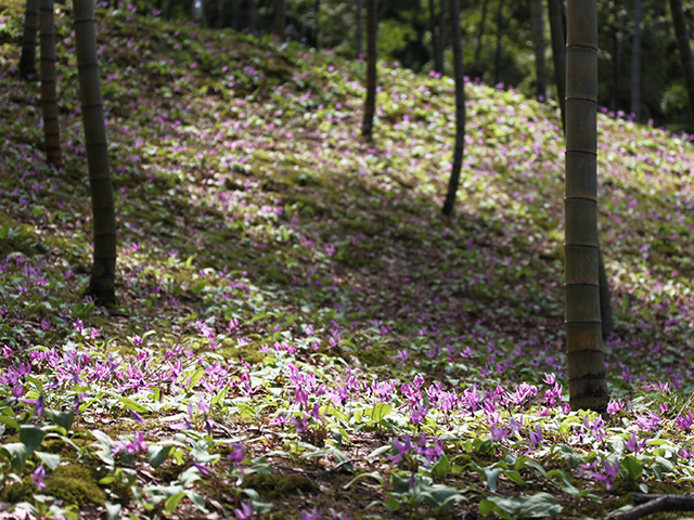 苔の花 その一 苔と 暮らす