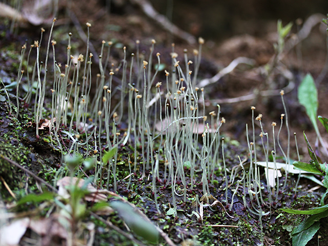 苔の花 その一 苔と 暮らす