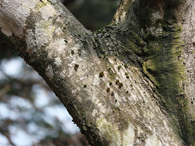 乾燥しやすい樹幹上は、その環境に適応した苔が生えています
