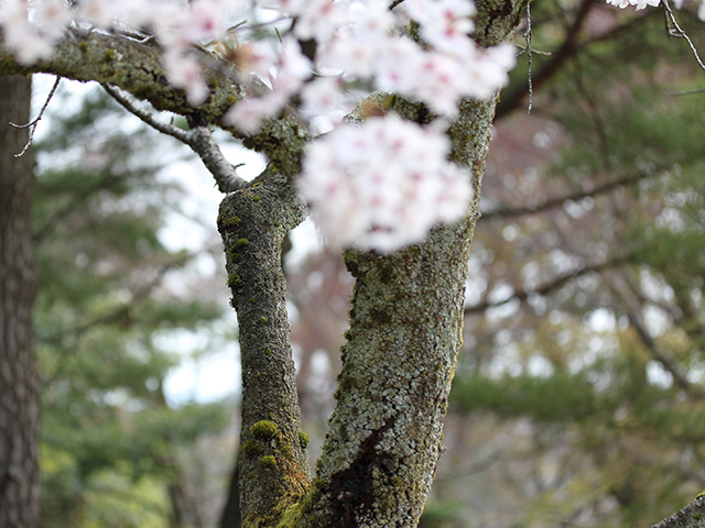 満開の桜の木にも苔の花が咲いていました