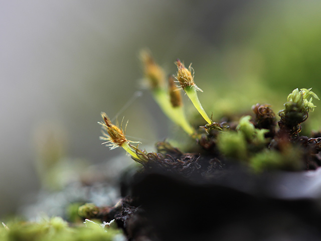 苔の花 その一 苔と 暮らす