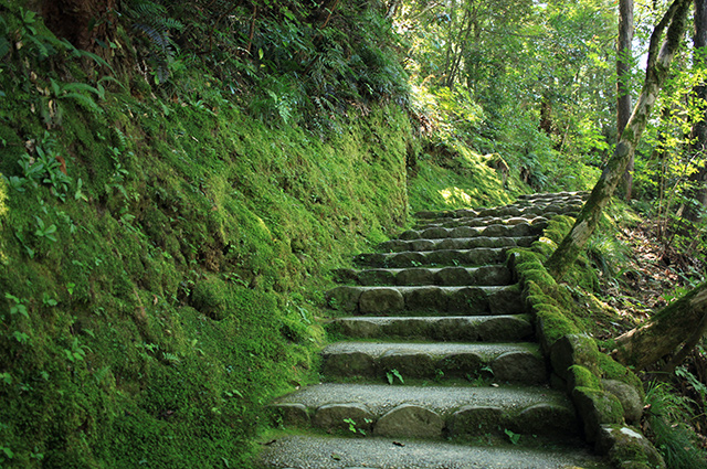 左手が苔が群生する法面。上方には草木が生い茂る。