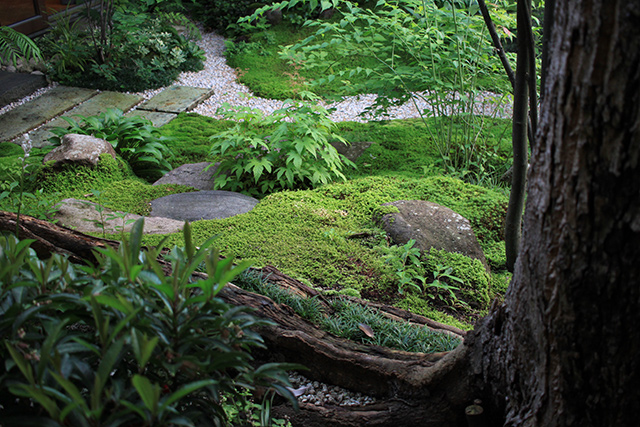 現在の庭。石も苔に覆われつつあり自然な雰囲気に。（2020年7月8日）