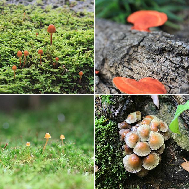 苔庭に環境があうのかいろいろなキノコも。この年はシイノキの根本になめこっぽいキノコも生えてきた。