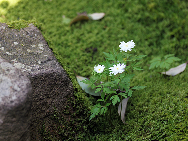 早春に咲くキクザキイチゲ。日陰の庭ではワンテンポ遅れて咲く。（2020年4月26日）