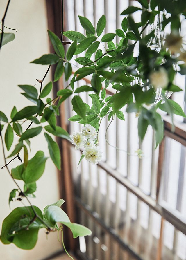 あけび、むべ、ばら、山帰来、野イチゴ、硝子器