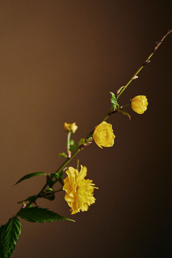 花材：菜の花、千鳥草、十二単、ミモザ、アネモネ、ラナンキュラス、スカビオサ