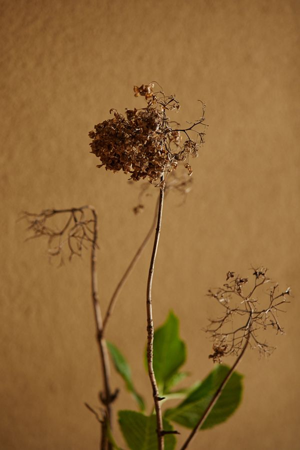 立ち枯れのあじさい 花屋さんの組んだお供え花