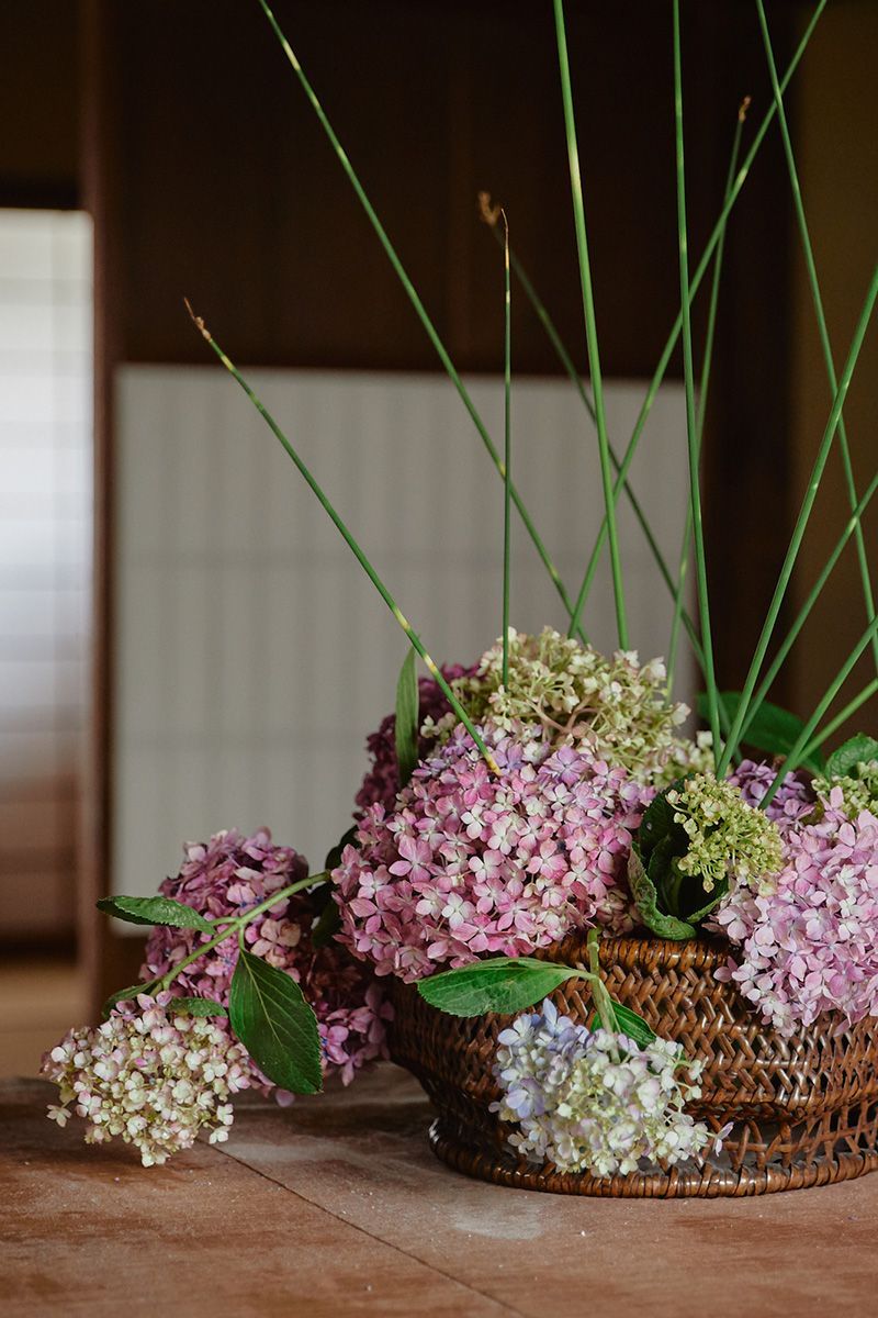 ふとい、紫陽花