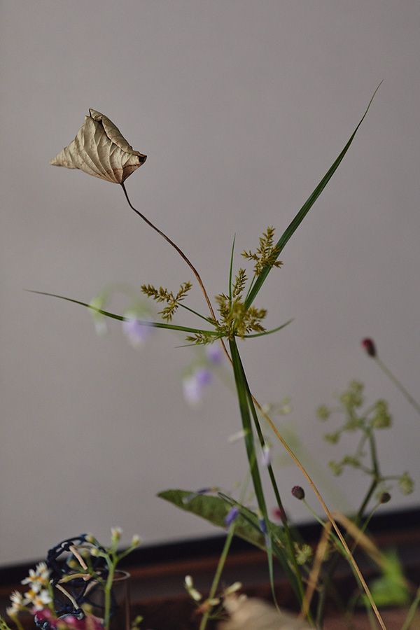 枯蓮　かやつり草　うどの花　洋種山ごぼう