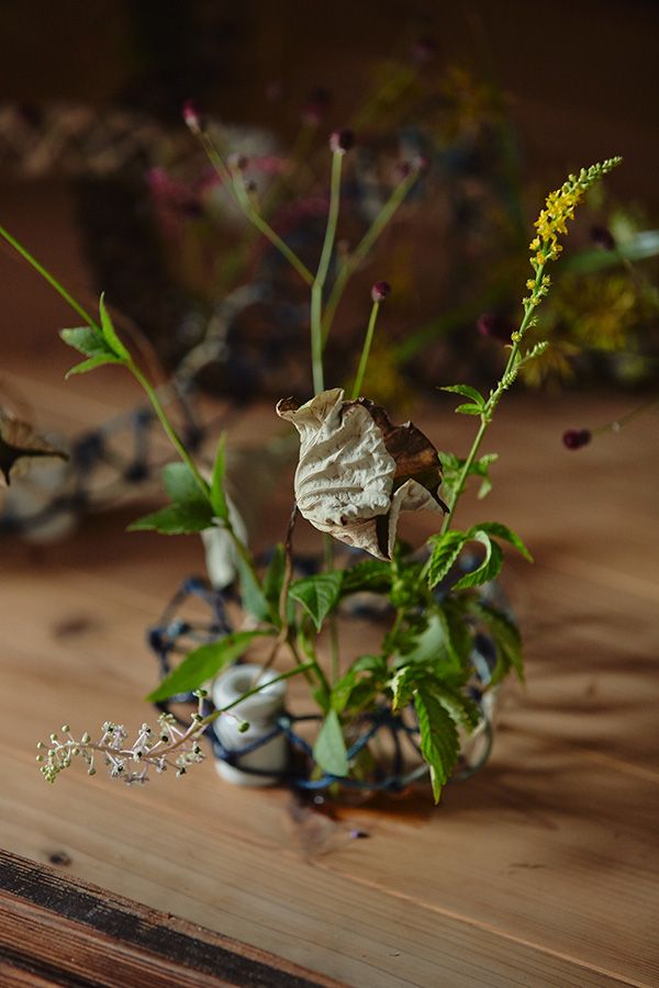 枯蓮　かやつり草　うどの花　洋種山ごぼう