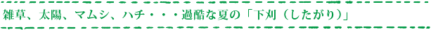 雑草、太陽、マムシ、ハチ・・・過酷な夏の「下刈（したがり）」