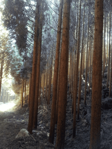 日田杉の森林