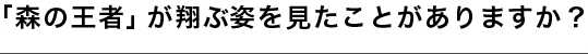 「森の王者」が翔ぶ姿を見たことがありますか？