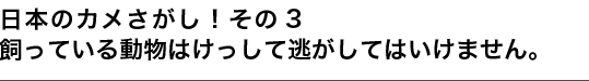 日本のカメさがし！その3 飼っている動物はけっして逃がしてはいけません。