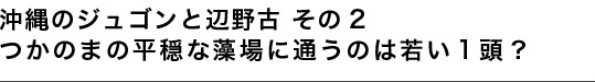 沖縄のジュゴンと辺野古 その2 つかのまの平穏な藻場に通うのは若い１頭？