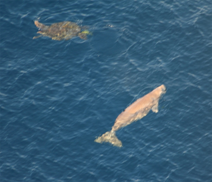ウミガメも同じ藻場を使うことが多い。辺野古ではウミガメの産卵も確認されている。(東恩納琢磨氏提供) ウミガメも同じ藻場を使うことが多い。辺野古ではウミガメの産卵も確認されている。(東恩納琢磨氏提供)