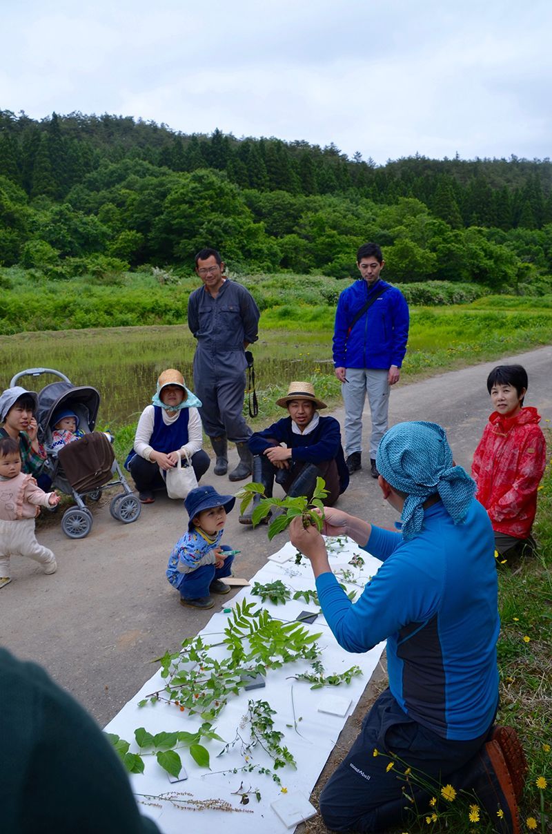 身の回りにどんな植物があるのか知りたくて、植物生態学者の伊藤浩二さんと歩いて8年になる。