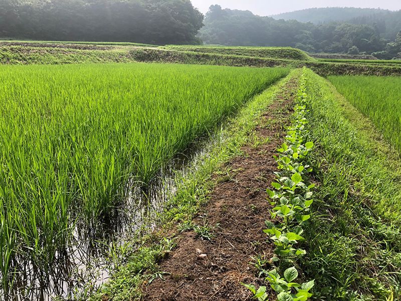草刈り後、小豆の列を振り返って達成感に浸る。