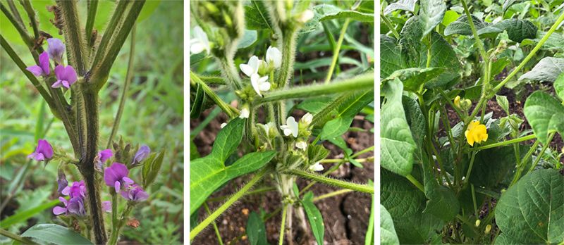 (左)青大豆の花(中央)千石黒豆の花(右)小豆の花