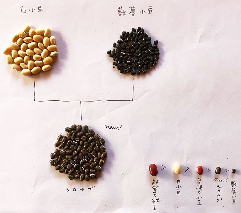 白小豆とヤブツルアズキの交雑種かもしれないので「シロヤブ」と命名。右下はのがし研究所で栽培中の豆の大きさ比較。