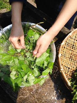 摘みたての野草をじゃぶじゃぶ洗うのもまた気持ちよい