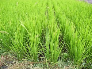 自然農で育つ力強い稲