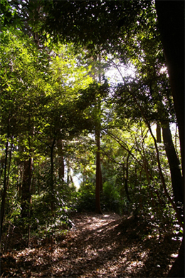 大和高原、某集落の聖域へつながる山道。心の最奥にある宝物を、私たちは守ることができるのだろうか。