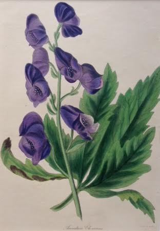 パクストンのトリカブト図譜(1838年)