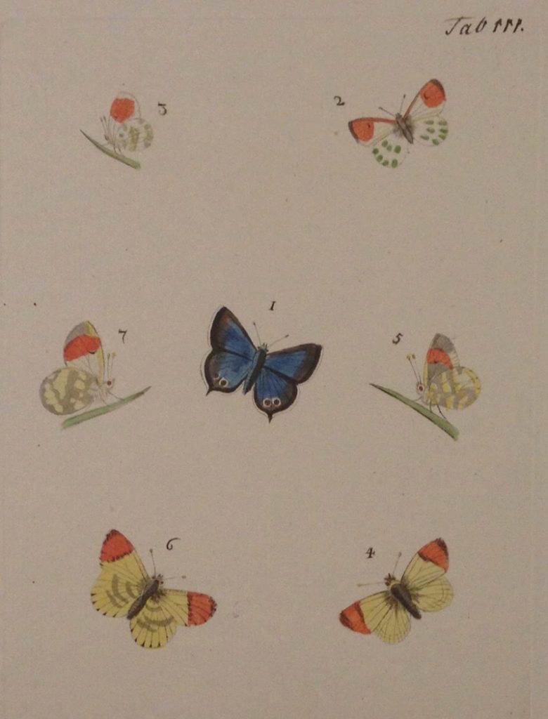 作者など詳細不明だが大変かわいらしい蝶々の銅版手彩色図譜。 （18世紀、ドイツ。クモマツマキチョウとルリシジミ）