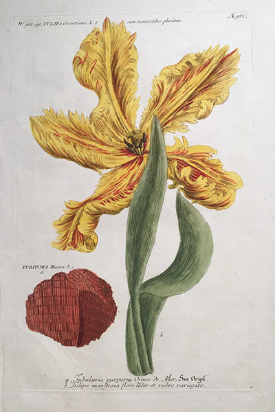 ヴァインマン『薬用植物図譜』のチューリップの図譜（1745年刊行）<br>岩崎灌園の『本草図譜』にも、横倒しに向きを代えてそっくりそのまま写されたもの