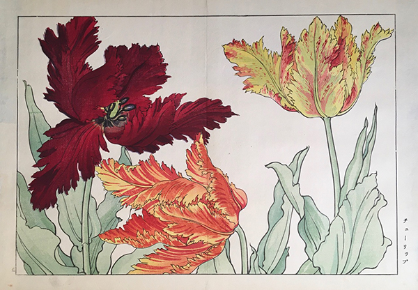 谷上江南『西洋草花図譜』（1917年）のチューリップ
